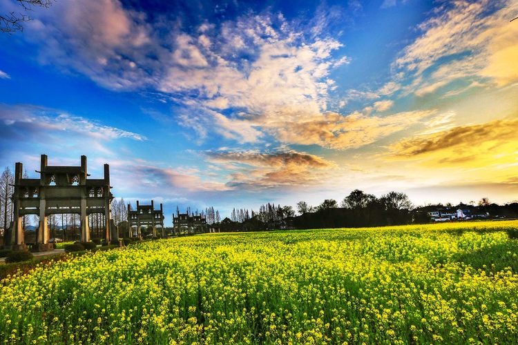 徽州百工喜迎8月向日葵摄影采风，歙县人民欢迎您