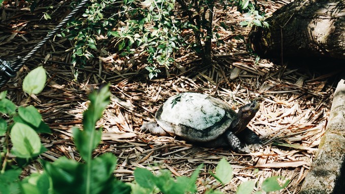 狮城新加坡自由行,新加坡7日游攻略