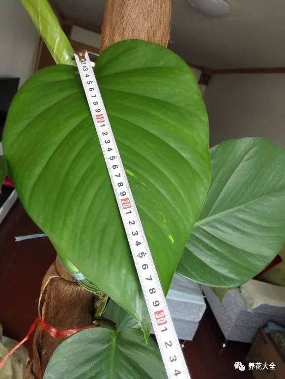 绿萝与铜钱草四季养护,怎么让铜钱草长得和绿萝一样