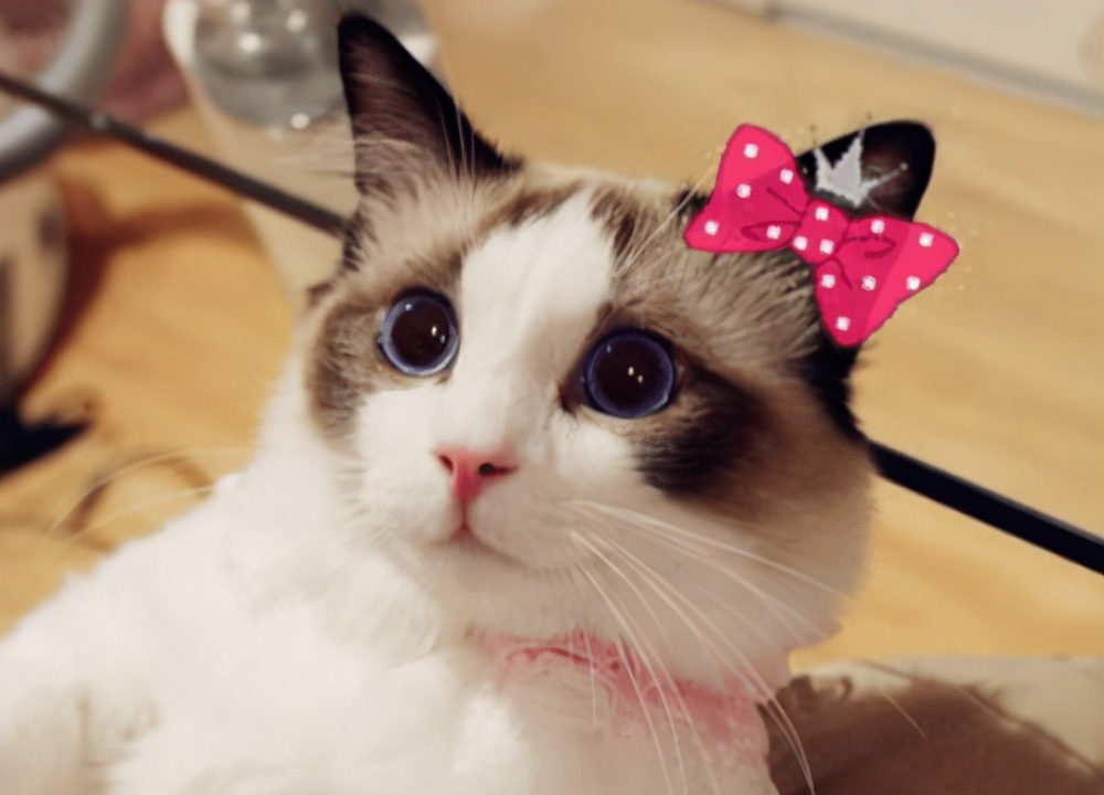 猫不吃东西拉肚子,猫怀孕后拉肚子怎么回事