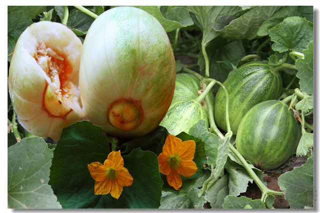 香瓜病虫害怎么防治,香瓜的病虫害防治