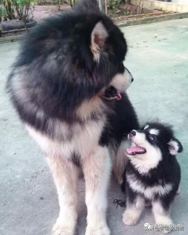 曼谷BigDogCafe|想把每一只狗狗偷偷打包带回家！