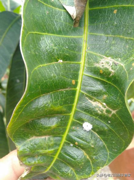 芒果叶子全干是什么病,芒果有虫子打什么药