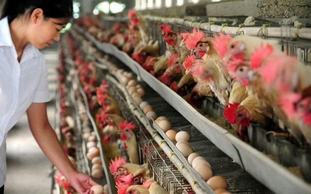 鸡产薄壳蛋的原因及防治办法,鸡下软壳蛋是什么原因应如何防治