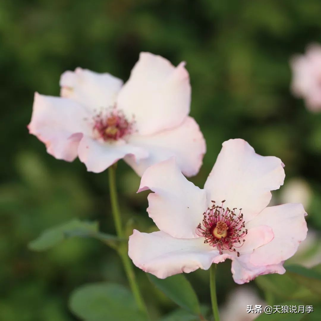 四月最浪漫的蔷薇花,最浪漫的四月花