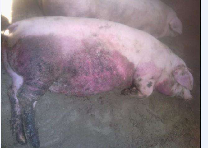 猪关节肿胀,全身发紫,高烧,如何快速确诊治疗?