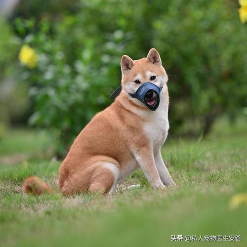 8个月的狗狗咬人怎么办,安爸教你养狗