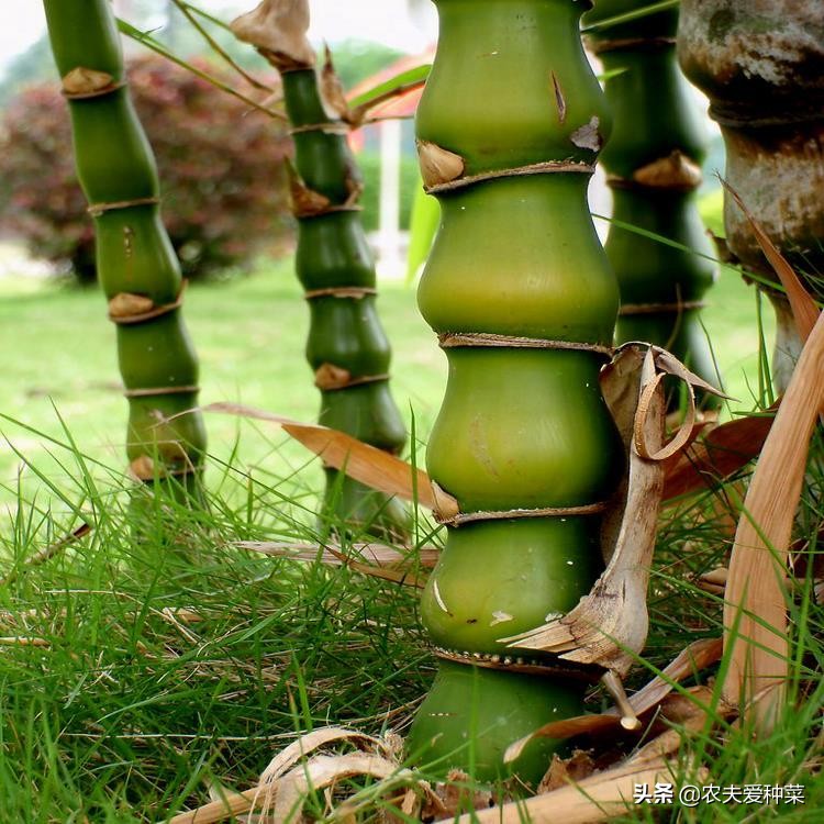 这“竹子”这么大个肚子，可谓“宰相”，好看旺财，能养20年