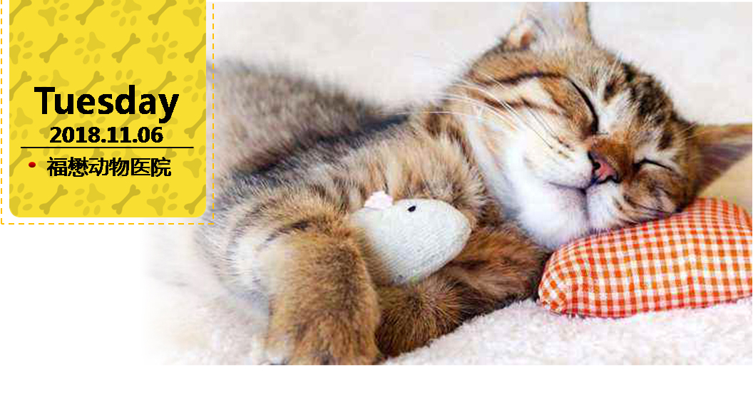 福懋宠物医院花都分院,福懋动物医院公猫绝育