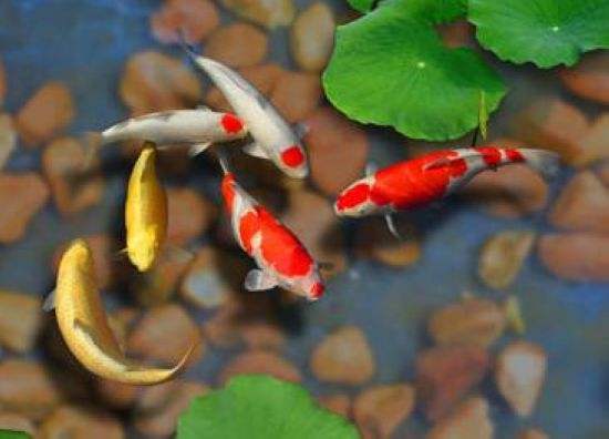 五鬼运横财是好是坏,五鬼风水运财局原理