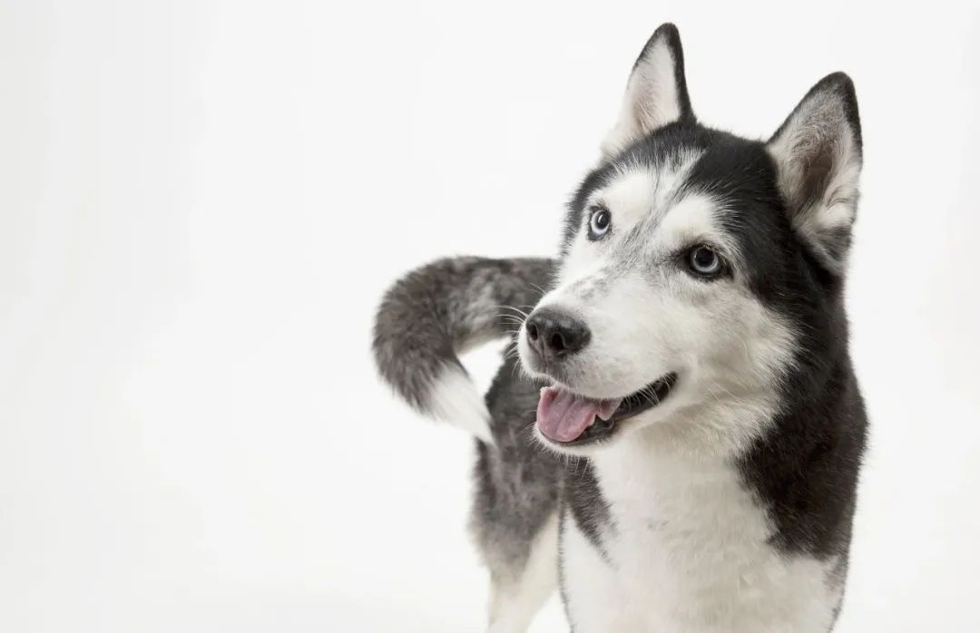 三阳哈士奇优缺点,哈士奇优缺点有哪些