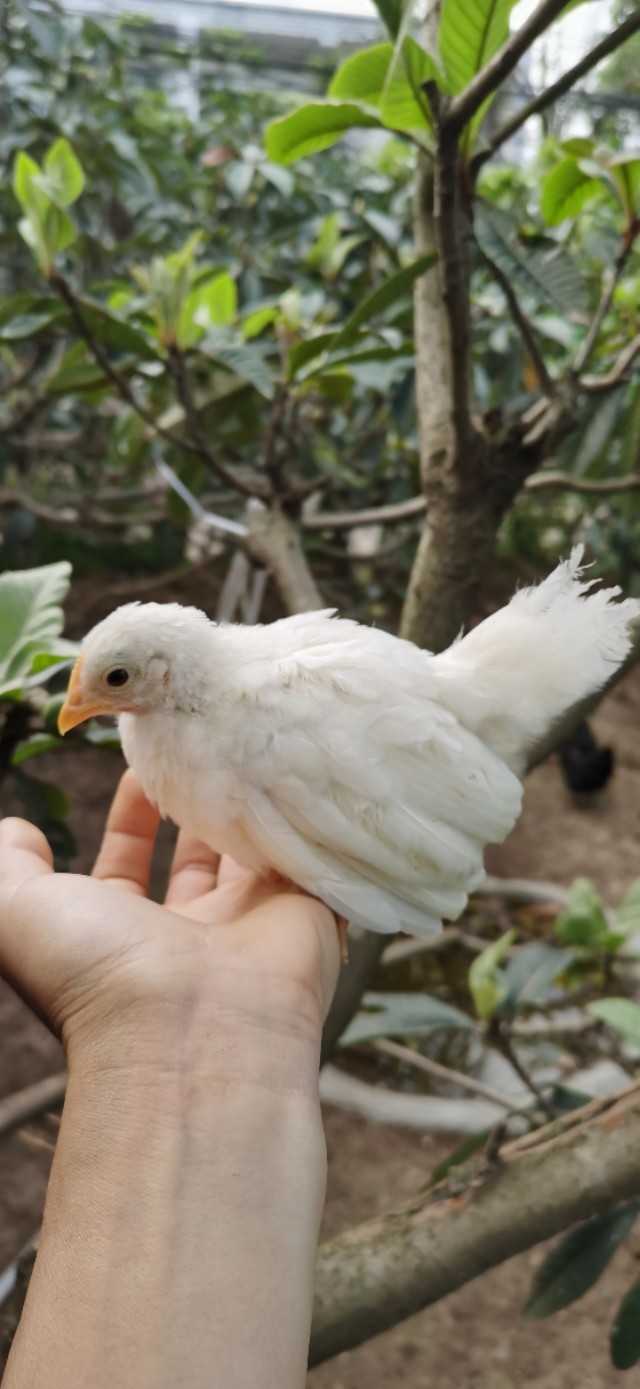 成都乌鸡养殖基地,大型观赏鸡养殖基地