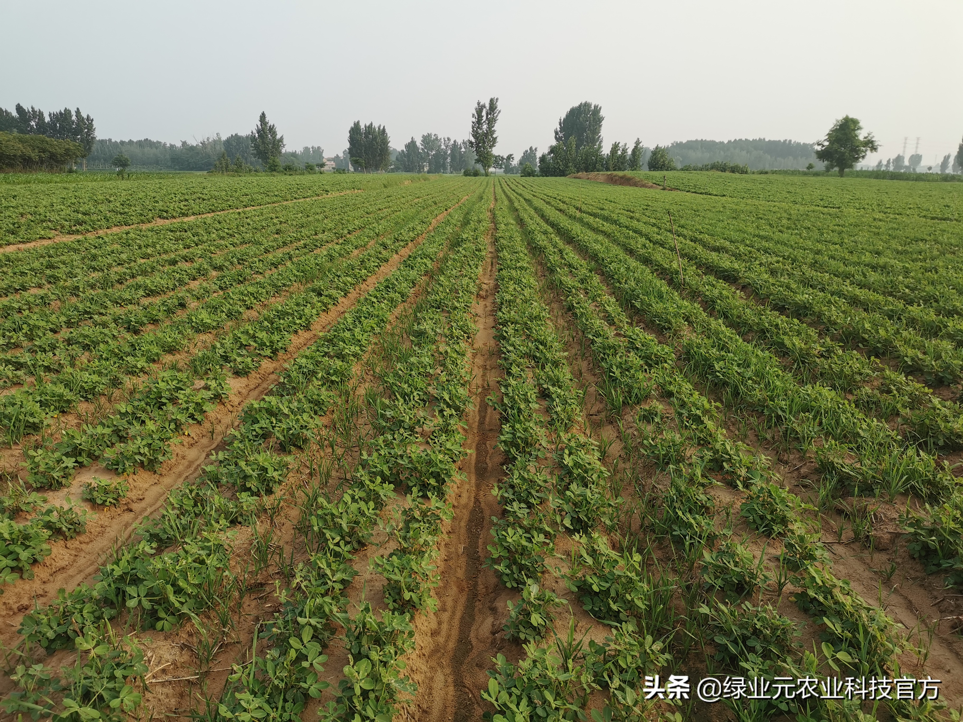夏播花生高产栽培技术,花生初花期喷什么高产