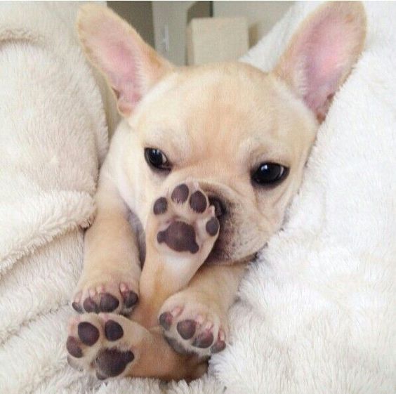 娉拌开濂藉吇杩樻槸閲戞瘺濂藉吇,娉曟枟鐘ソ杩樻槸娉拌开鐘ソ