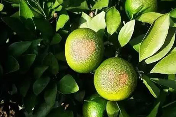 脐橙内裂果多是什么原因呢,脐橙裂果原因及预防措施图片