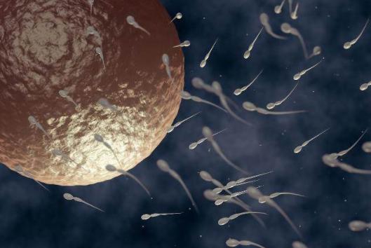 没受孕的精子在女性体内，最后都去了哪里？听听医生的答案