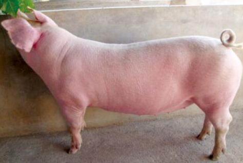 母猪产后食欲不振的治疗方法,如何提高产后母猪食欲