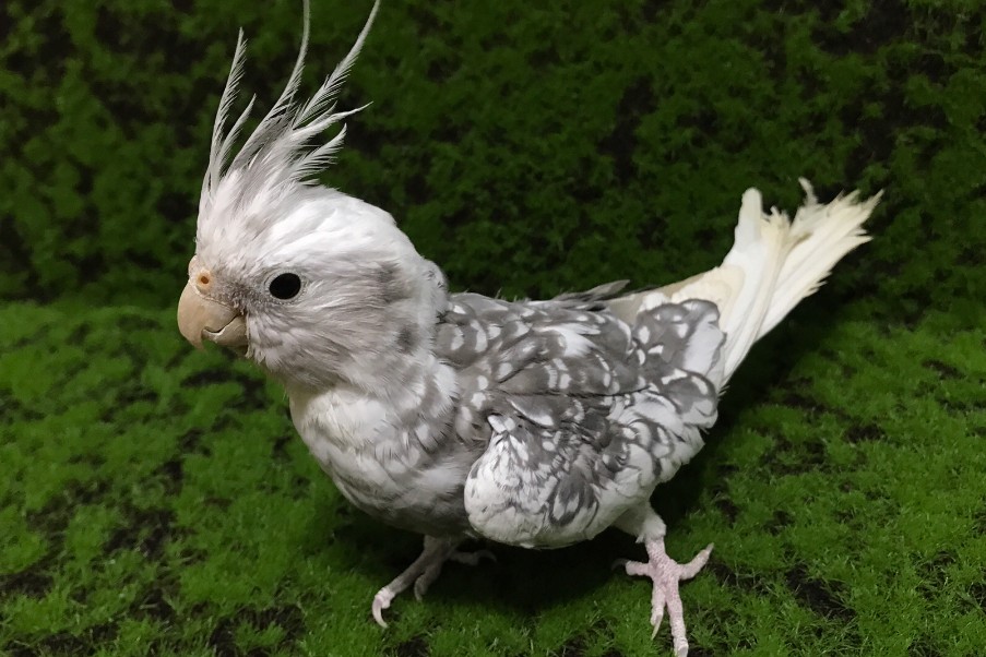 玄凤鹦鹉刚出生怎么辨别品种,玄凤鹦鹉有多少个品种