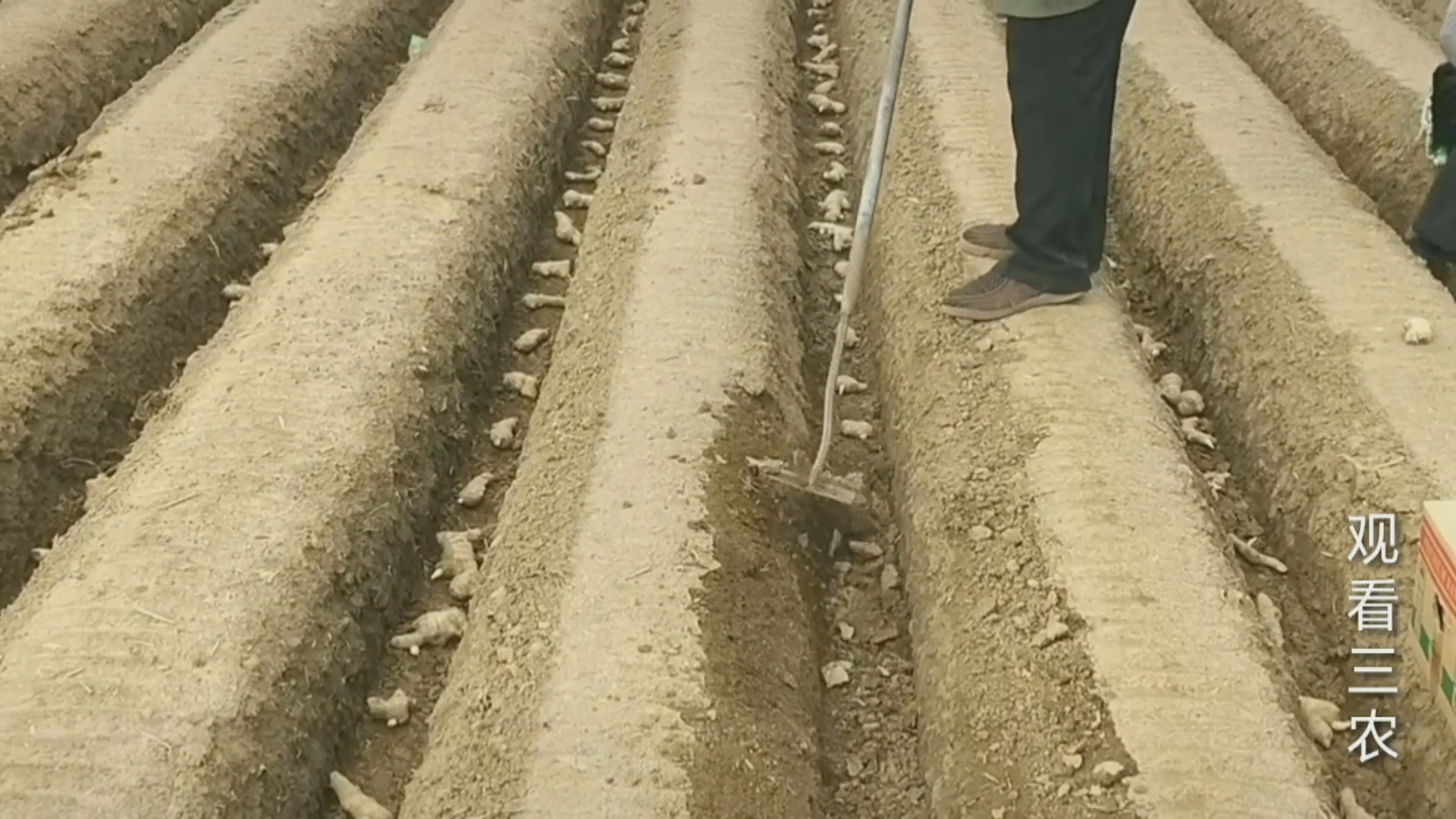 大姜下雨后怎么种植呢视频,种植大姜的正确方法和步骤