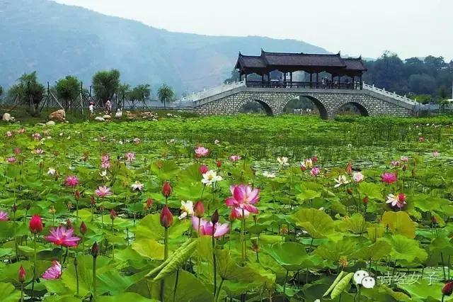 诗经女子:棣花,那一朵盛开的小镇