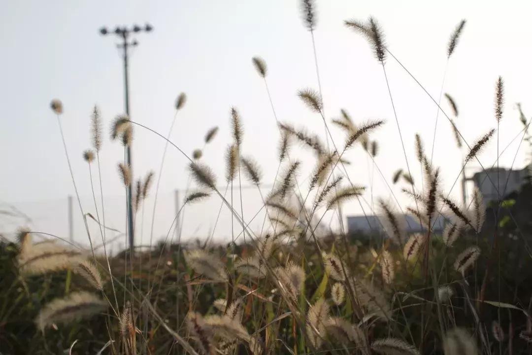 关于寒食的诗句10首,十首经典寒食诗