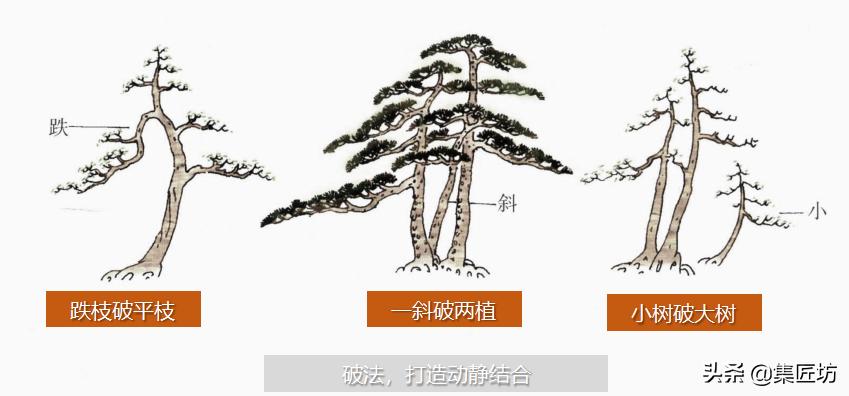 盆景入门技巧与秘籍,盆景造型基本原则