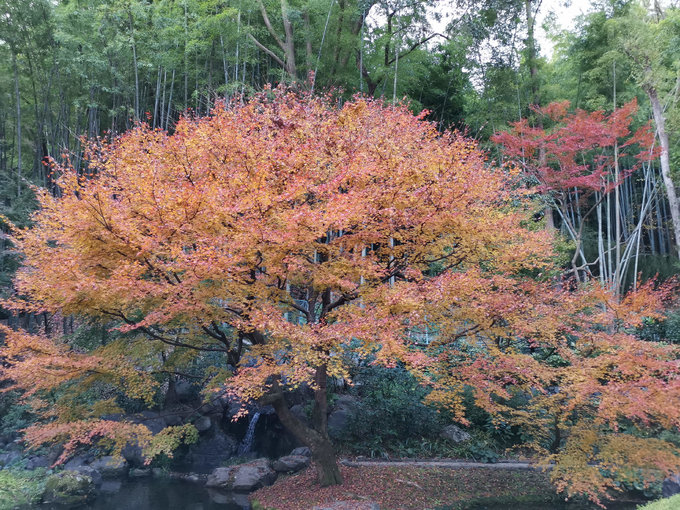 喝不起82的拉菲？那更喝不起50年的山崎