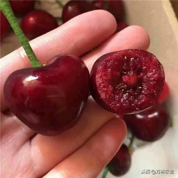 俄罗斯八号樱桃怎么好坐果,俄罗斯八号樱桃怎样