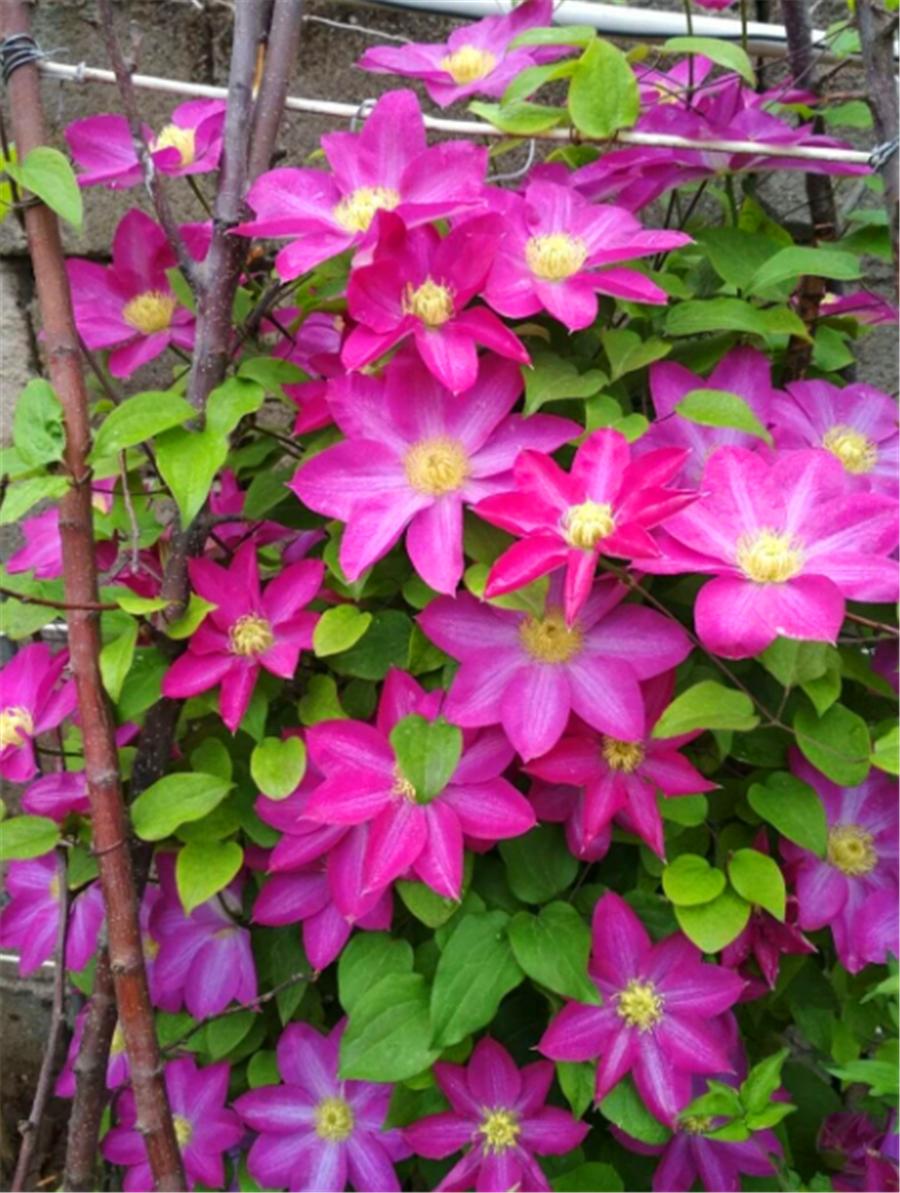 铁线莲过冬需要修剪吗,铁线莲10月可以修剪吗