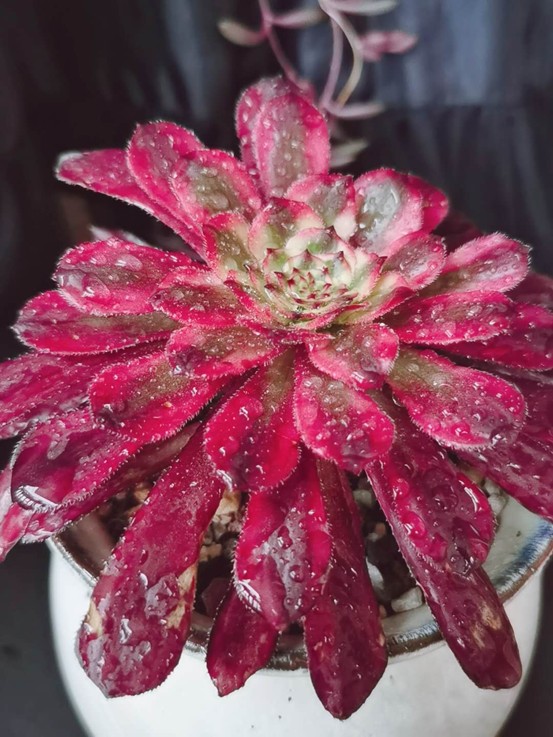 多肉法师夏季不用浇水吗,多肉法师要不要施肥