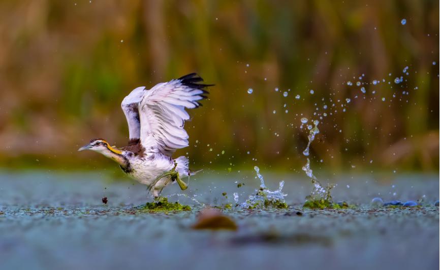 佳能拍鸟最佳镜头,佳能r5有鸟眼跟踪对焦吗