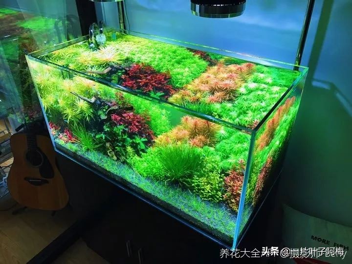 鱼缸不一定只能养鱼，养不活的花丢鱼缸里，沾水立马就疯长