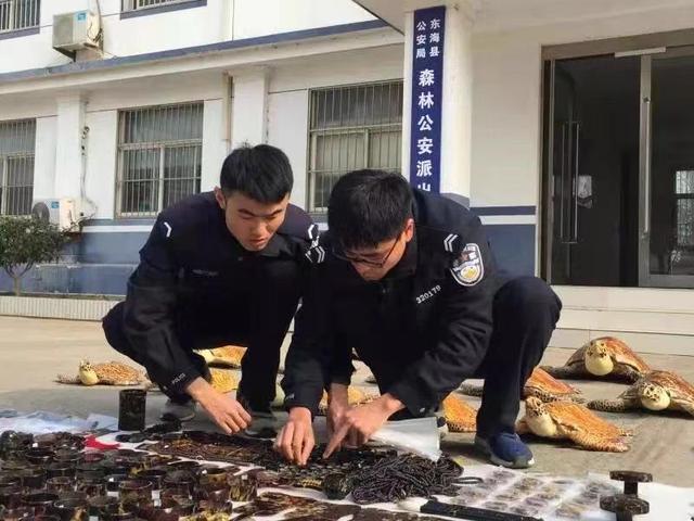 走私玳瑁海龟犯罪,玳瑁走私案