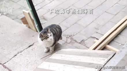 故宫的御前带爪护卫小崽儿,回喵星了……