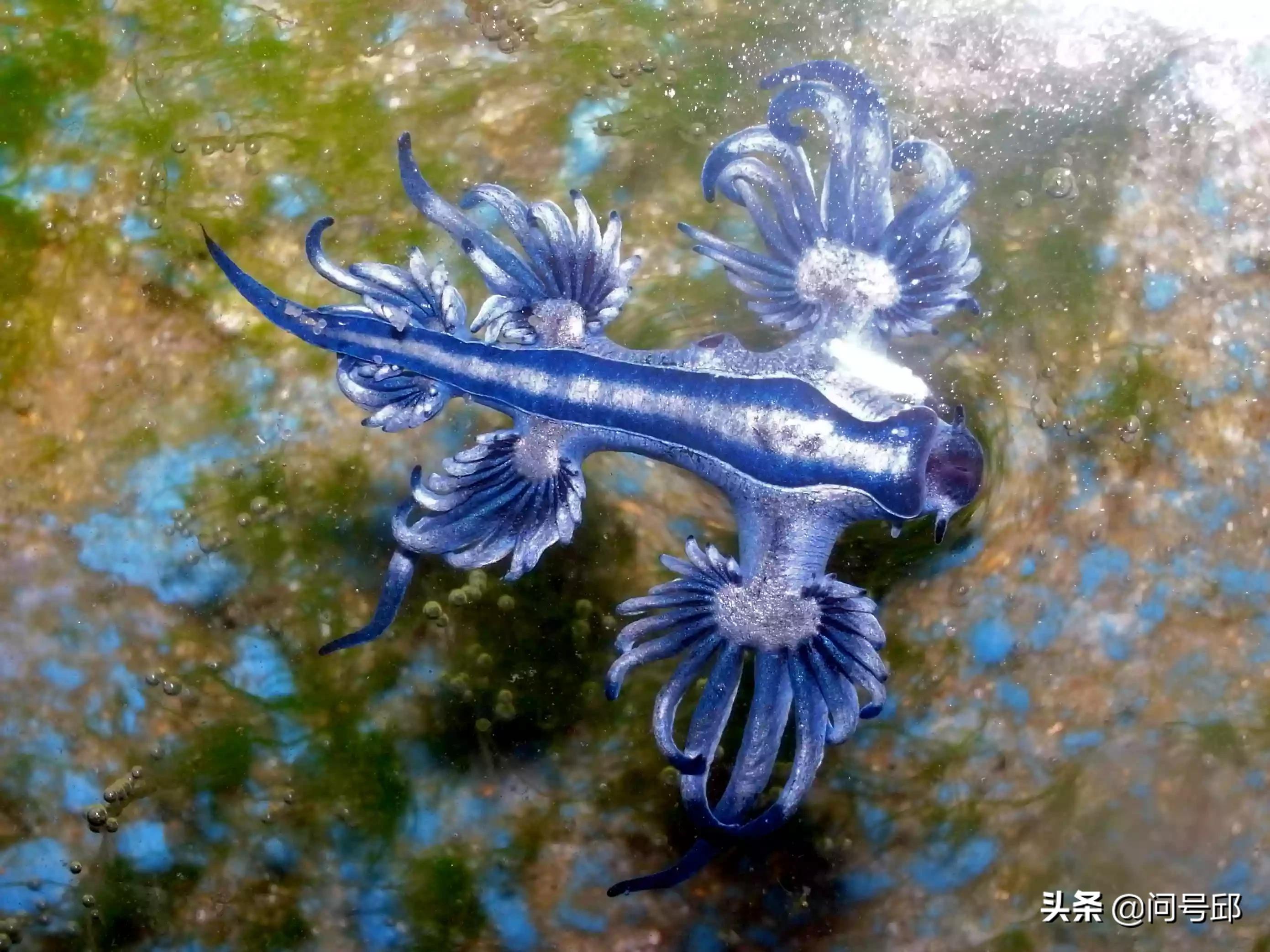 地球上长得稀奇古怪的动物知多少,世界上长得奇形怪状的动物