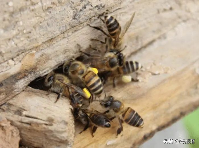 土蜂蜜100元一斤没人买,中华蜂土蜂蜜100%纯蜂蜜