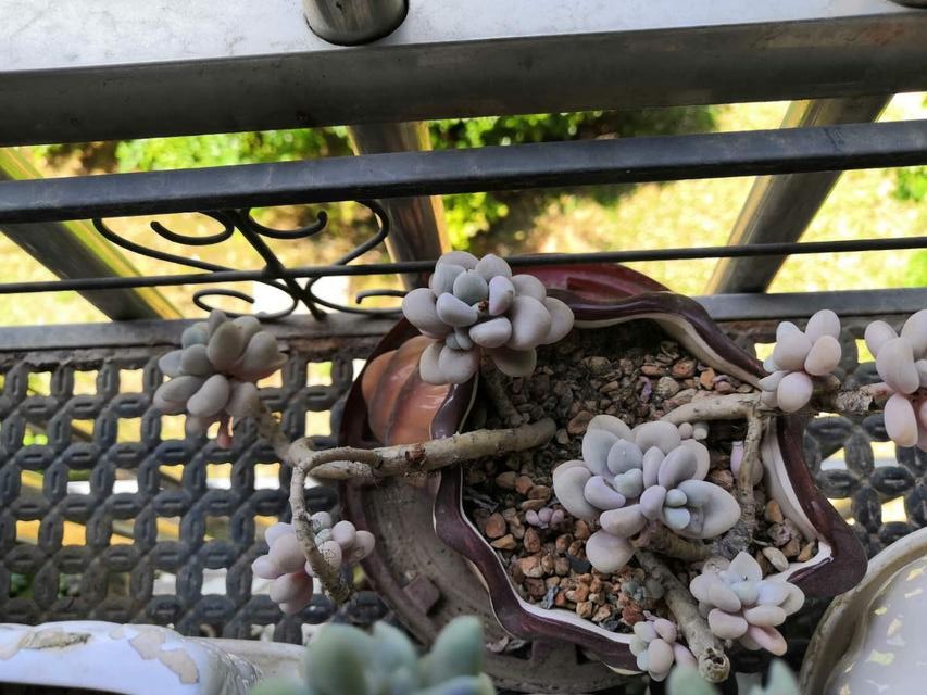 从鼻屎苗到老桩，时光里的蜕变