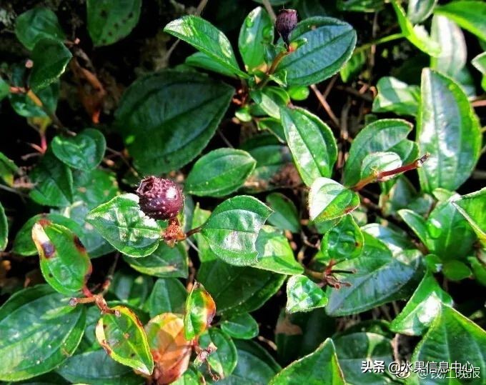 国内好吃的热带水果有哪些,小众水果推荐