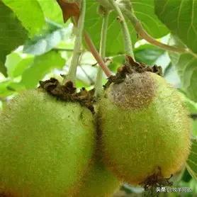 猕猴桃软枣黑斑病害治疗方法,病虫害图谱大全及答案