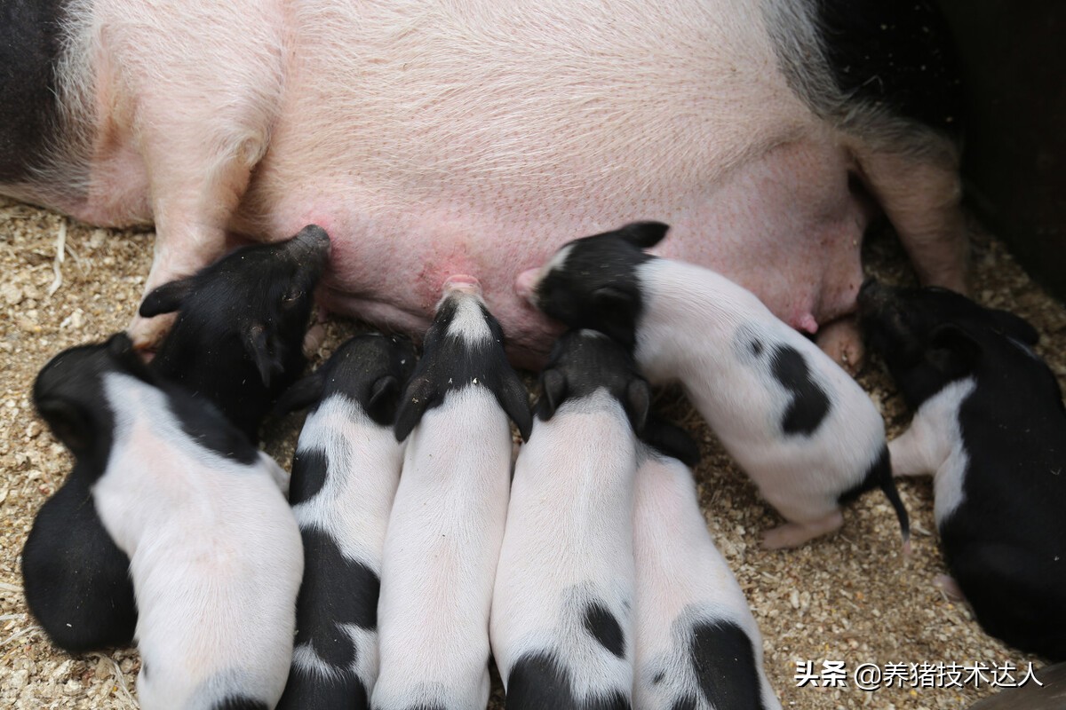 母猪奶水稀引起仔猪拉稀,母猪乳房炎仔猪拉稀怎么治疗