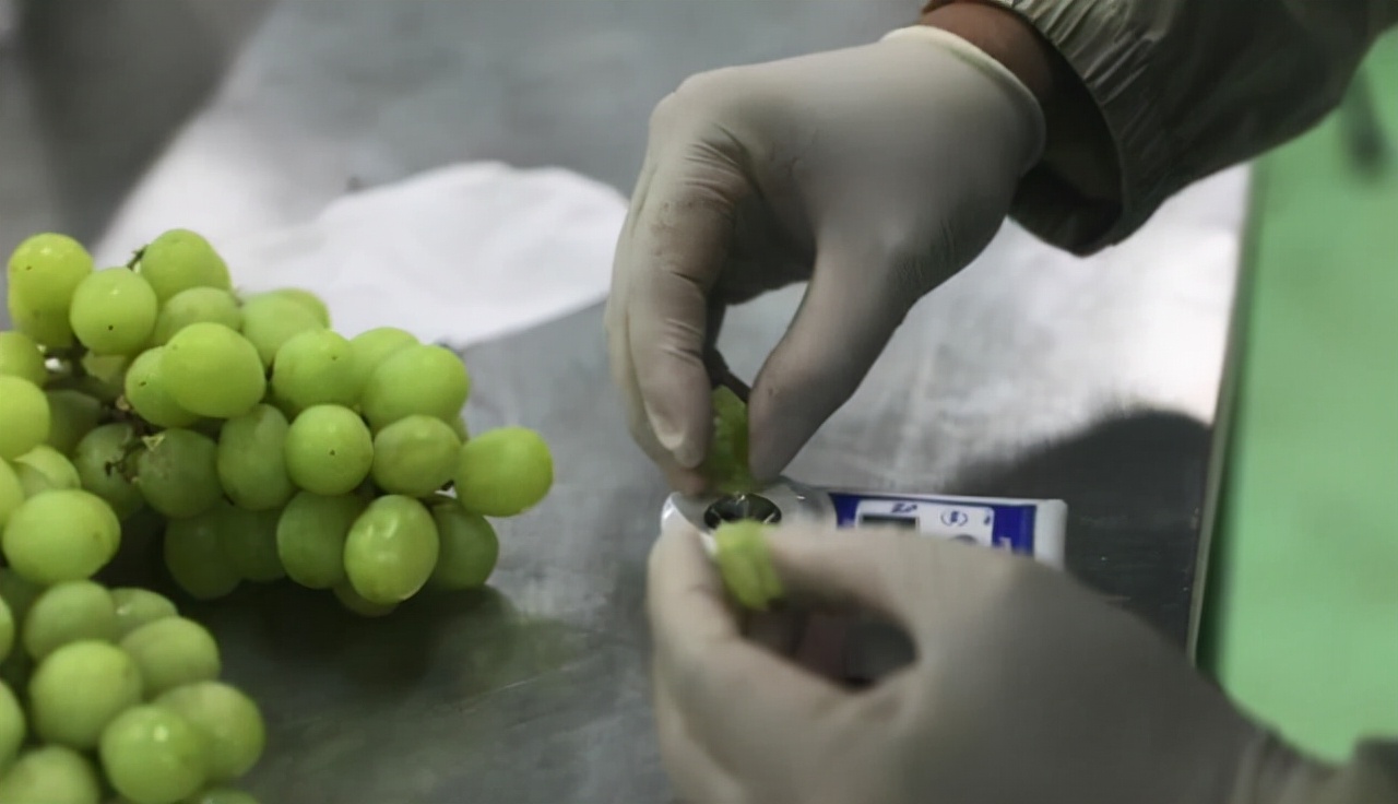 秘鲁进口无籽青提,秘鲁青提韩国进口的吗