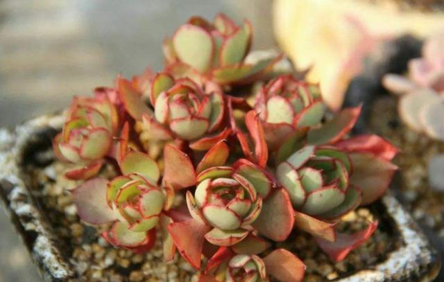 多肉怎么控养得又粗又胖,多肉长得又高又绿怎么办