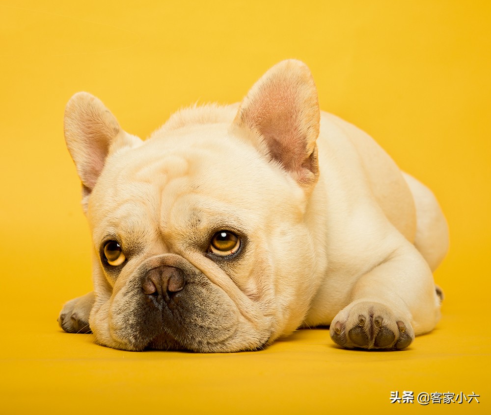 为逝去的狗狗举办葬礼,让狗狗安乐死