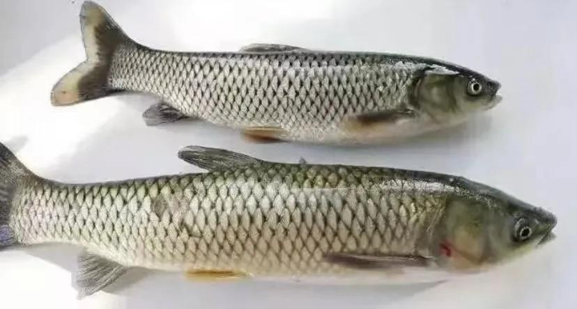 鱼加不上料,鱼得肝胆综合症不治会怎样