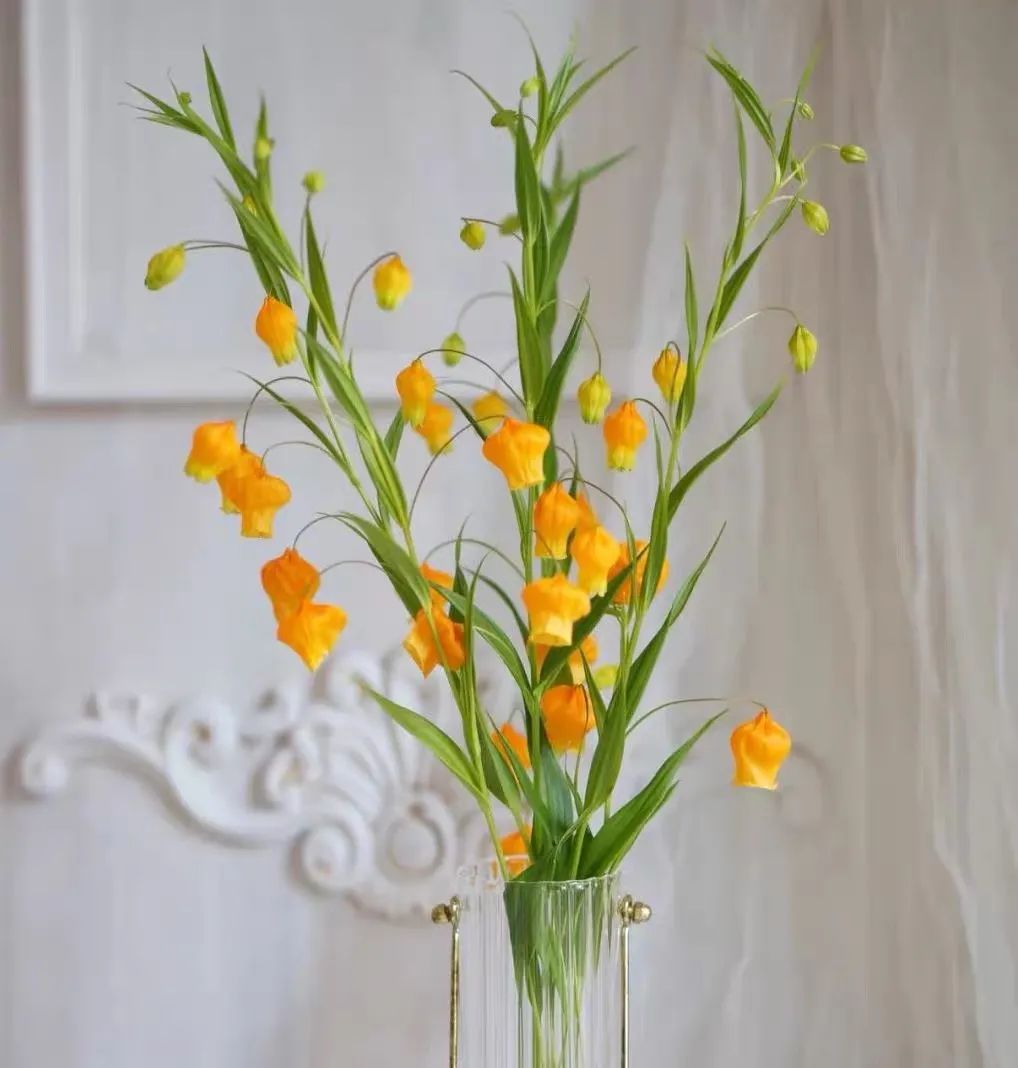 适合新手养的灯笼花,灯笼花用什么花盆栽最好