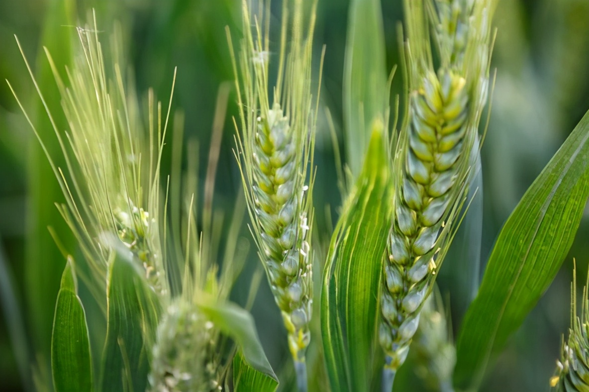 怎么消灭麦牛,对付麦牛的最佳方法