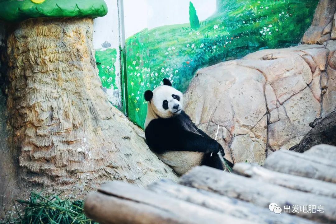 长隆飞鸟乐园长隆熊猫酒店怎么选,周一长隆野生动物园游玩攻略