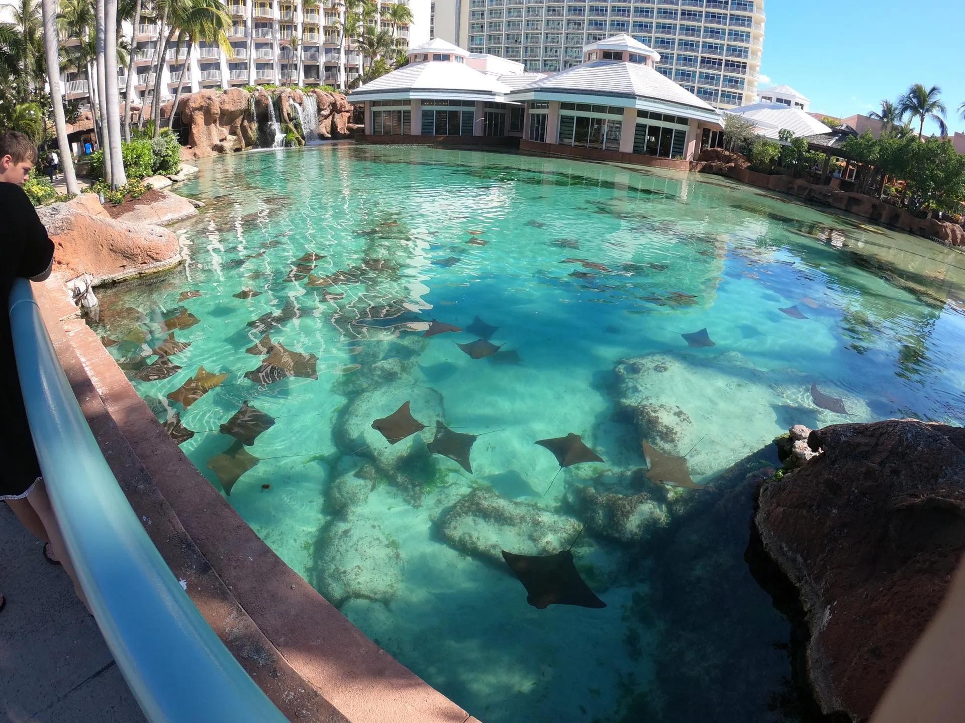 巴哈马粉色沙滩攻略,巴哈马粉沙滩