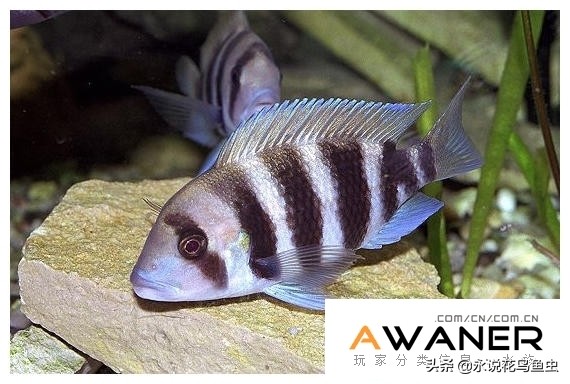 慈鲷鱼分类,慈鲷科鱼都是包括哪几种