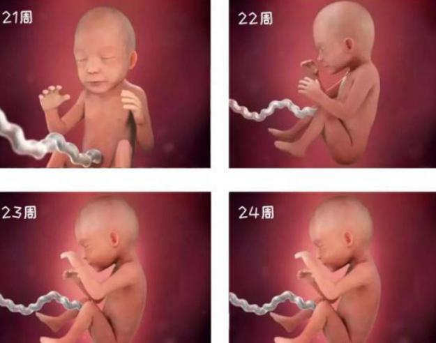 怀孕1-40周胎儿发育图,生命的起源胎儿发育全过程视频